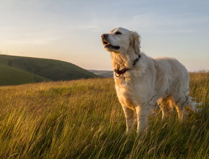 White Golden Retreiver standing on top of a green field and the sun is setting.